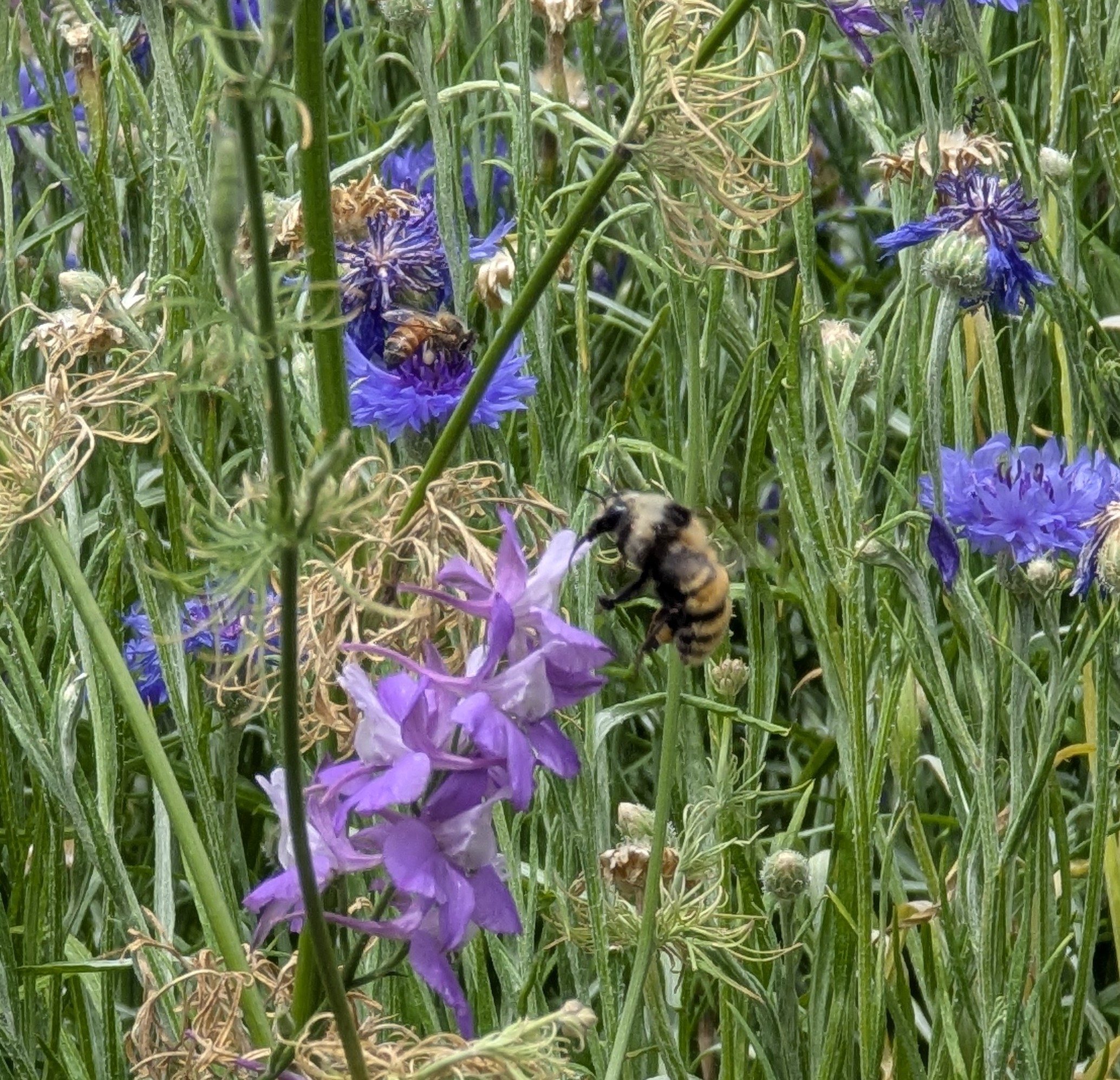 4th of July, Colorado